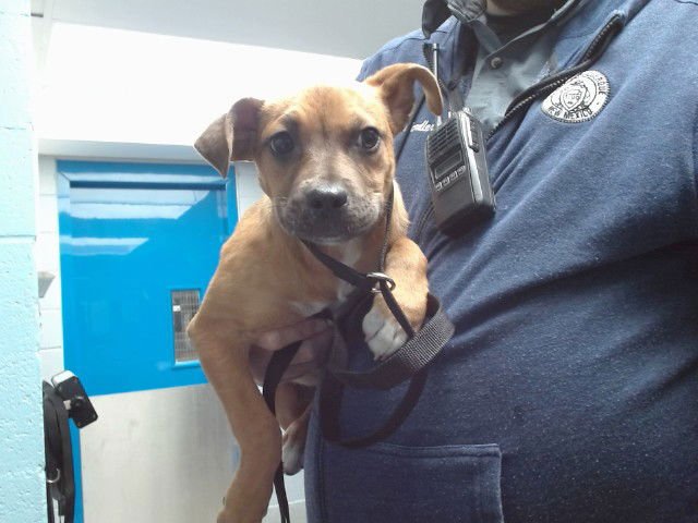 LUNA - Boxer / German Shepherd Dog available for adoption