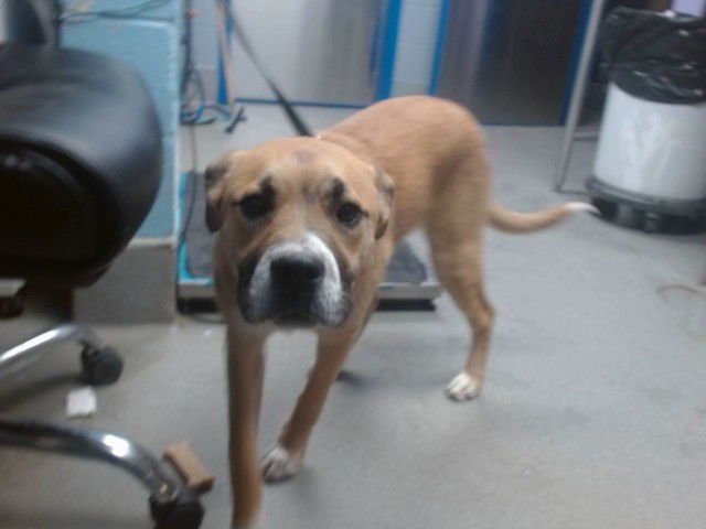 DAWDY - Saint Bernard available for adoption