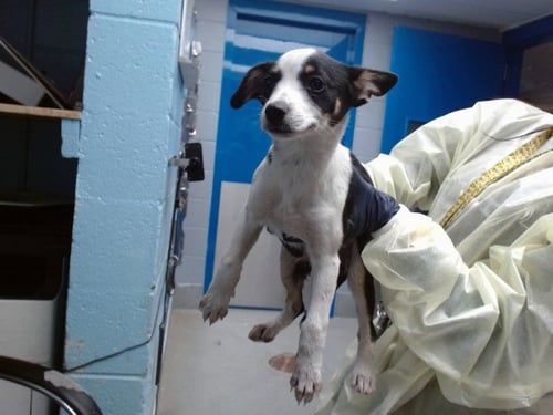 SPECKLES - Australian Cattle Dog/Blue Heeler available for adoption