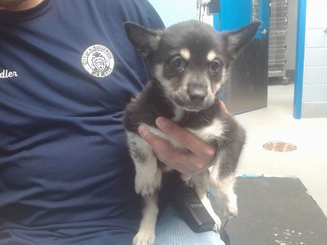 MORGAN - Collie available for adoption