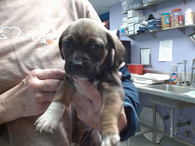 QUINOA - American Pit Bull Terrier available for adoption