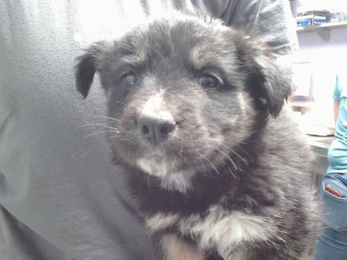 WINTER - Husky available for adoption