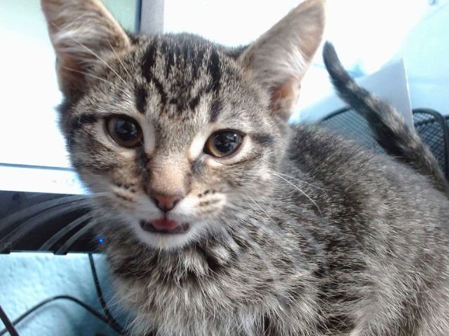 CORNELIO - Domestic Short Hair available for adoption