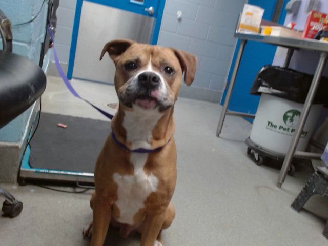 BUBBA - Boxer available for adoption