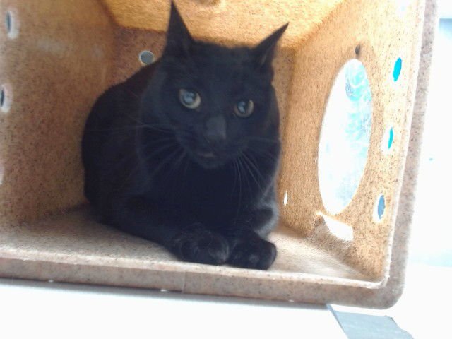 SHAKIRA - Domestic Short Hair available for adoption