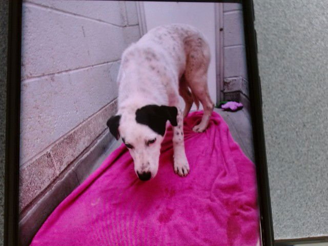 SILAS - Dalmatian available for adoption