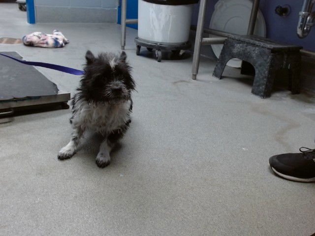 FRANK - Cairn Terrier available for adoption