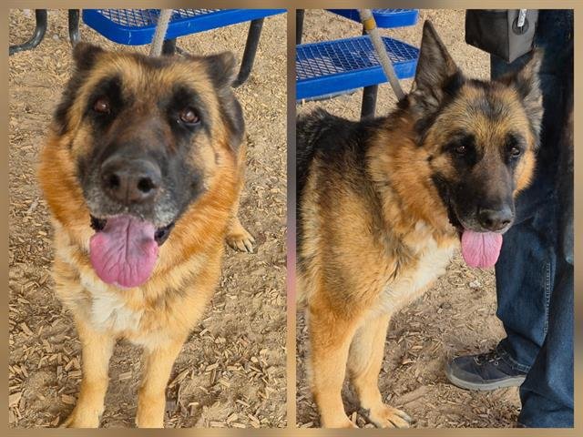 ACE - German Shepherd Dog available for adoption