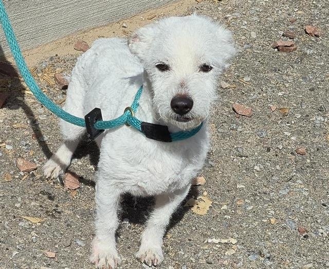 EVEREST - Poodle (Miniature) / Shih Tzu available for adoption