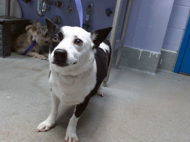 DAISY - Australian Cattle Dog/Blue Heeler / Chihuahua available for adoption