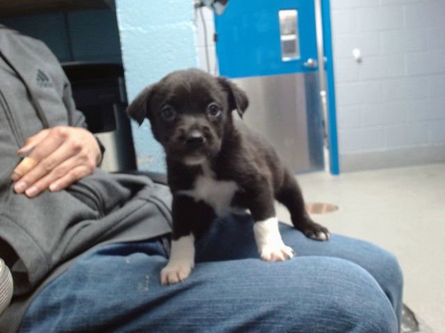 SAILOR - Labrador Retriever available for adoption