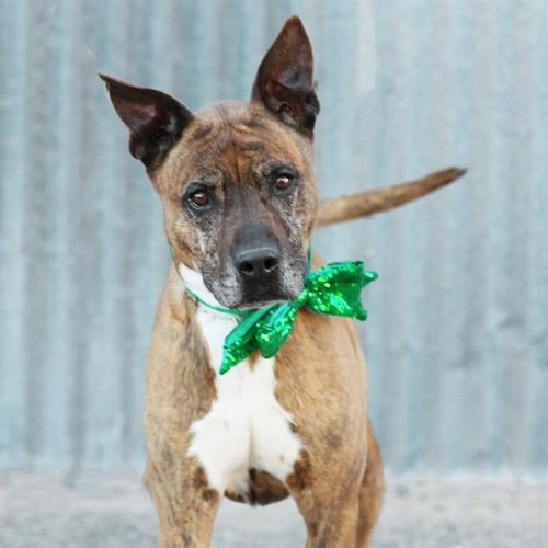 LUCKY - American Pit Bull Terrier available for adoption