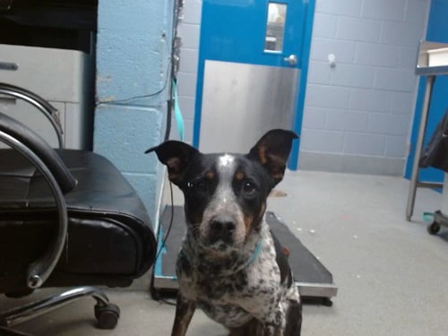 SASSAFRAS - Australian Cattle Dog/Blue Heeler available for adoption