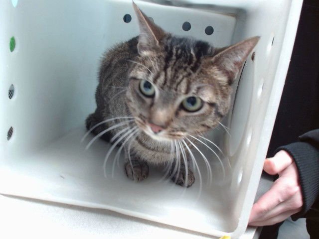 CHICK - Domestic Short Hair available for adoption