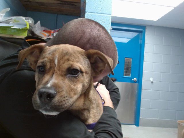 TYLER - Boxer available for adoption