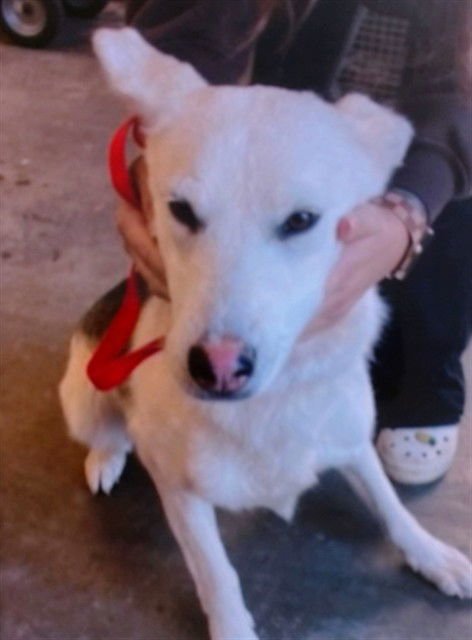 OLIVE - Australian Cattle Dog/Blue Heeler available for adoption