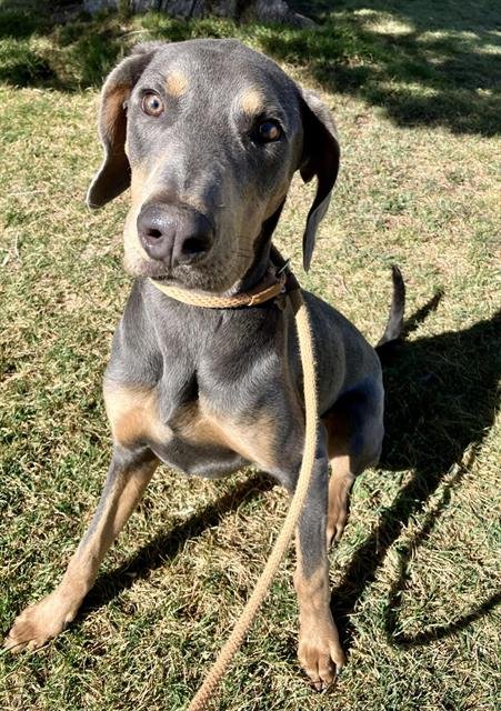COOPER - Doberman Pinscher available for adoption