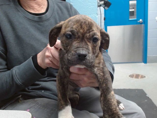 BROWNIE - American Pit Bull Terrier available for adoption