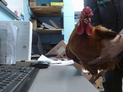 OSCAR - Chicken available for adoption