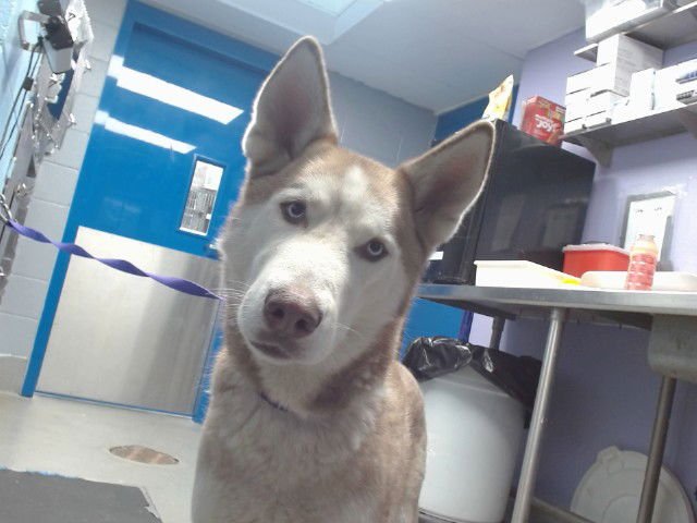 ASSAD - Husky available for adoption