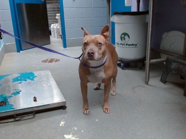 BRITANNY - American Pit Bull Terrier available for adoption