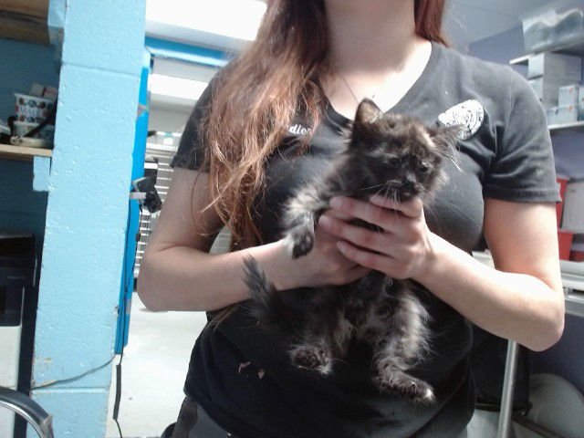 HARPER - Domestic Short Hair available for adoption