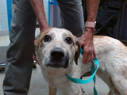 PENNY - Australian Cattle Dog/Blue Heeler available for adoption