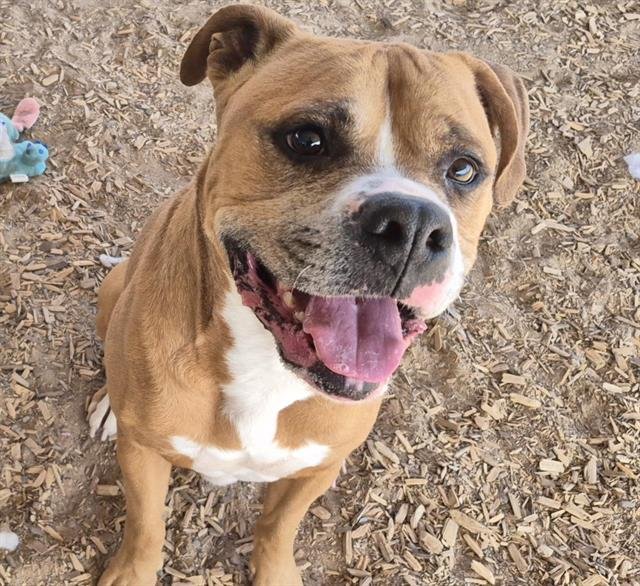 BUBBA - Boxer available for adoption