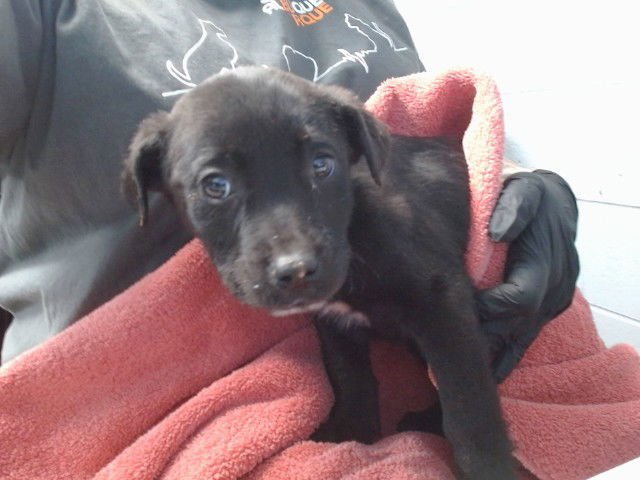 NANCY - Labrador Retriever available for adoption