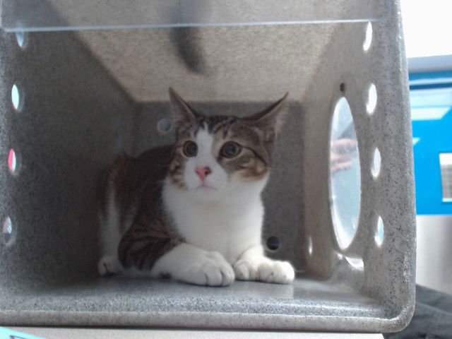 COPPER - Domestic Short Hair available for adoption