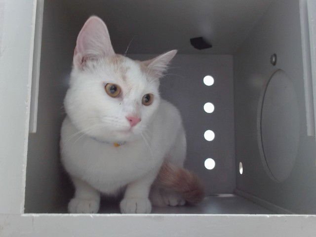 BUTTERSCOTCH - Domestic Short Hair available for adoption