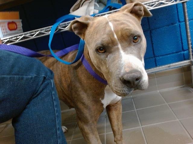 GABELINA - American Pit Bull Terrier available for adoption