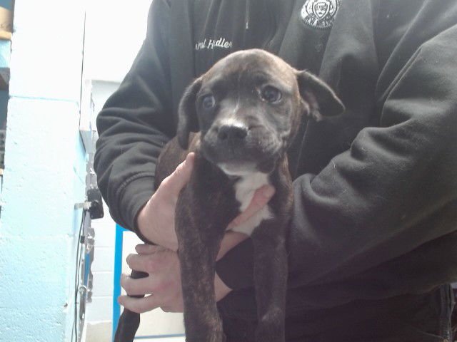 FLURRY - Boxer available for adoption