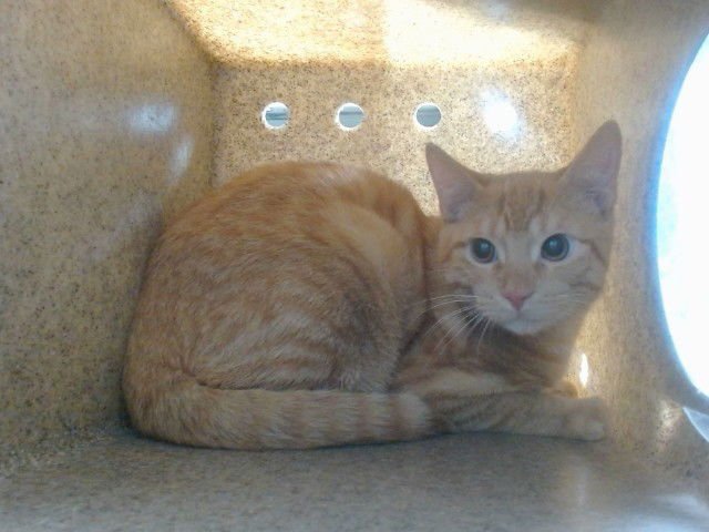 PUMPKIN - Domestic Short Hair available for adoption