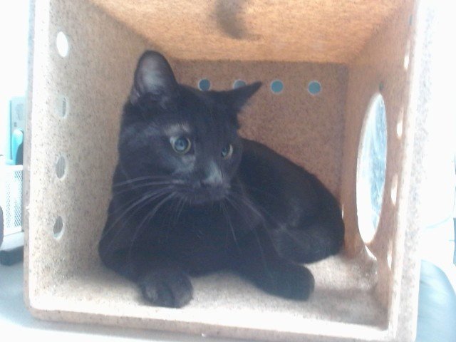 PIRANNA - Domestic Short Hair available for adoption