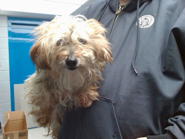 MICKEY - Yorkshire Terrier Yorkie available for adoption