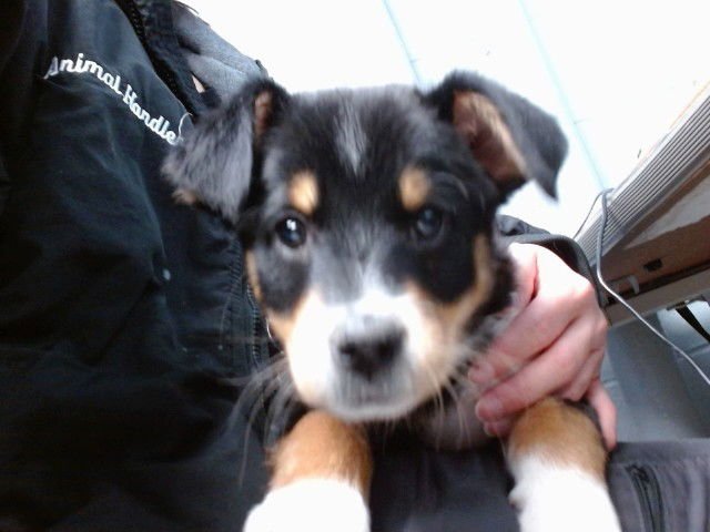 ONYX - Labrador Retriever available for adoption