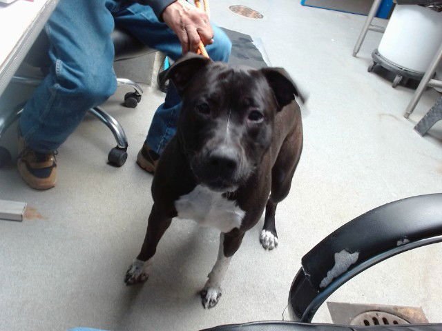 QUEENIE - Labrador Retriever available for adoption