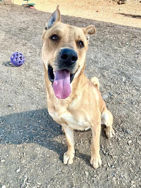 MATEO - German Shepherd Dog available for adoption