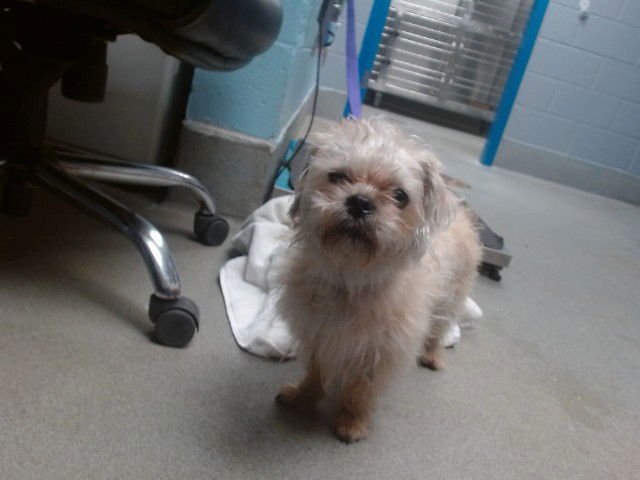 SHELA - Shih Tzu available for adoption