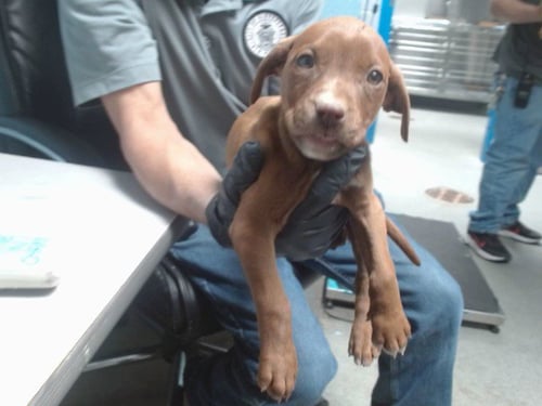 CHICKEN - Labrador Retriever available for adoption