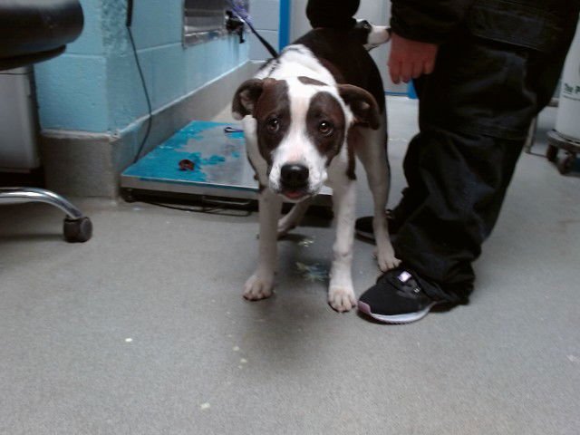 SPOTTY - Labrador Retriever available for adoption