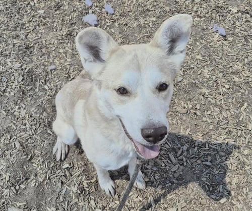 FETCH - Husky available for adoption