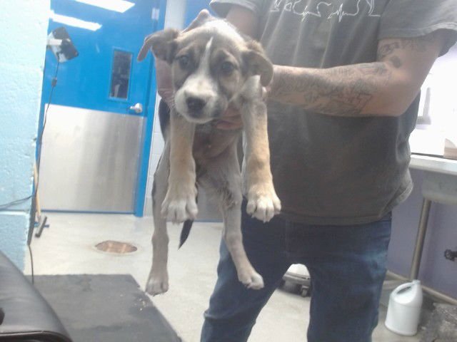 JERRY - American Pit Bull Terrier available for adoption