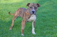 GURDY - Photo 1