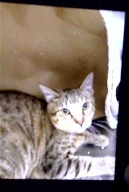 TOM - Domestic Short Hair available for adoption