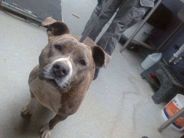 MOLLY - American Pit Bull Terrier available for adoption