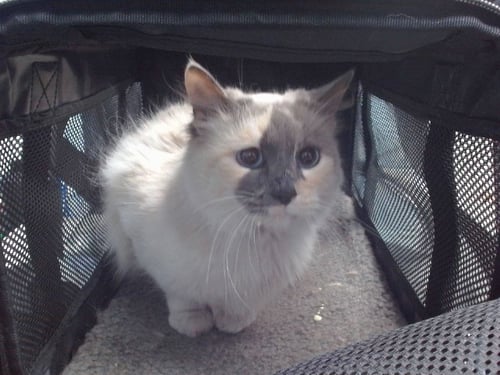 MOOSE - Domestic Long Hair available for adoption