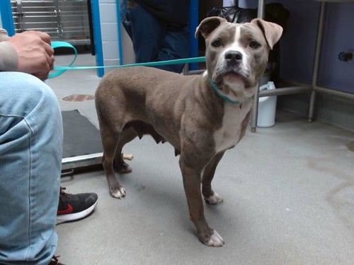 MIA - American Pit Bull Terrier available for adoption