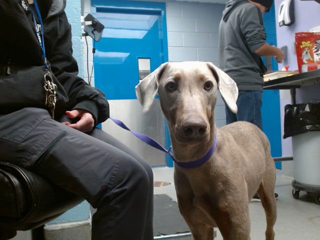 ENDURANCE - Doberman Pinscher available for adoption